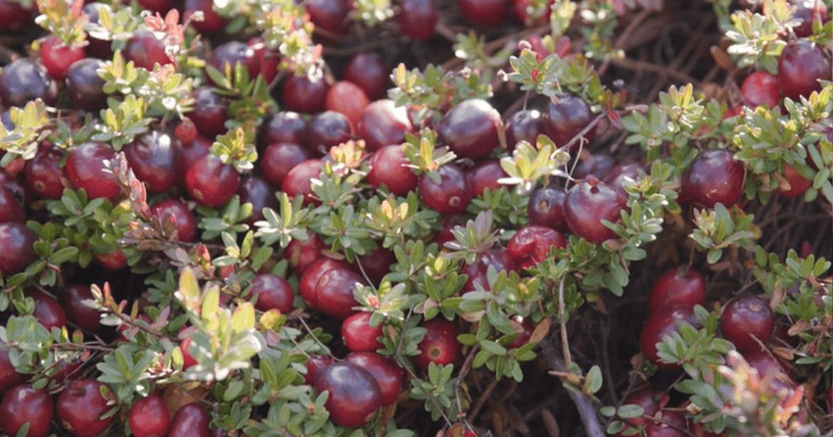 クランベリー とは 魅惑の赤い果実の物語と最新レシピ Tomiz 富澤商店 Column